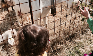 Giornata a Torriglia con bambini tra cavalli, animali e natura