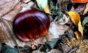 Andare per castagne a Genova e dintorni con bambini